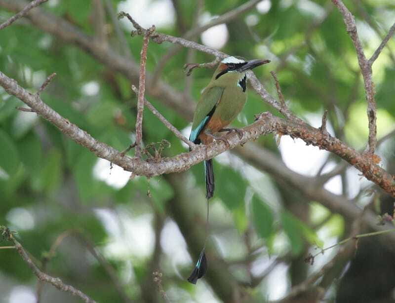 Riviera Maya: Puerto Morelos 4-Hour Bird Watching Tour - Who Should Consider This Tour?