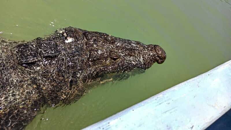 Riviera Maya: Rio Lagartos & Las Coloradas Day Trip w/Lunch - A Delicious Local Lunch