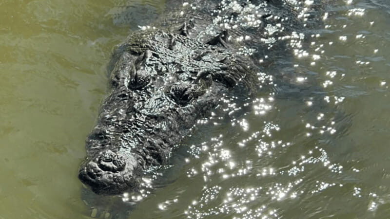 Riviera Maya: Rio Lagartos & Las Coloradas Day Trip w/Lunch - Who Is This Tour Best Suited For?