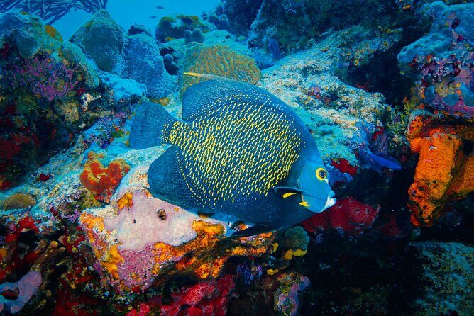 Riviera Maya Snorkeling Adventure: Lagoon, Cenotes Open & Cavern - Final Thoughts