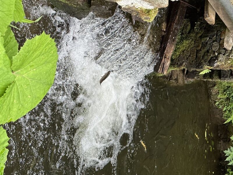 Rize: Ayder Highland Village & Tea Tasting Private Day Trip - What to Expect from the Tour