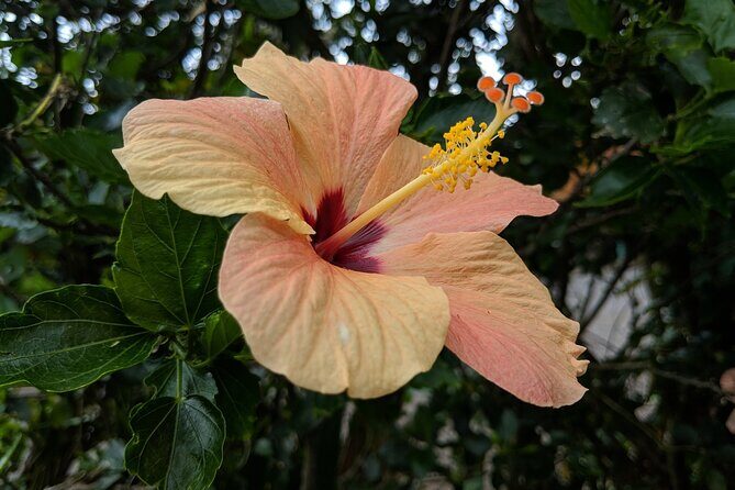 Road to Hana Full Day Tour with A Guide - Who Is This Tour Best For?