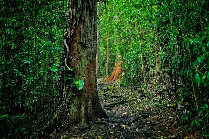 Road to Hana Halfway Tour - An Honest Look at the Road to Hana Halfway Tour
