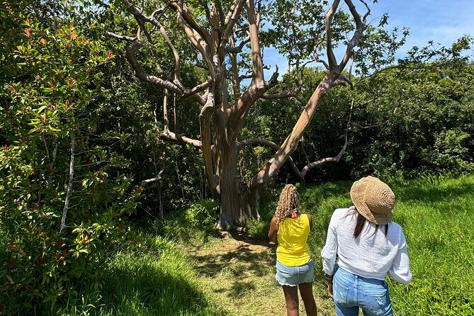 Road to Hana Maui Tours - An In-Depth Look at the Road to Hana Maui Tour