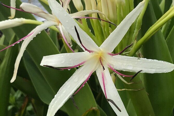 Road To Hana Tour with GO PRO 10 Videography - Key Points