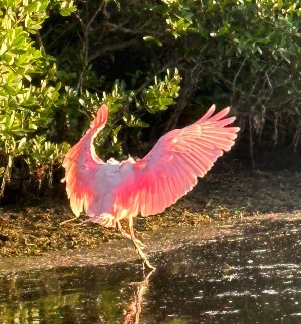 Robinson Preserve Mangrove Tour - Key Points