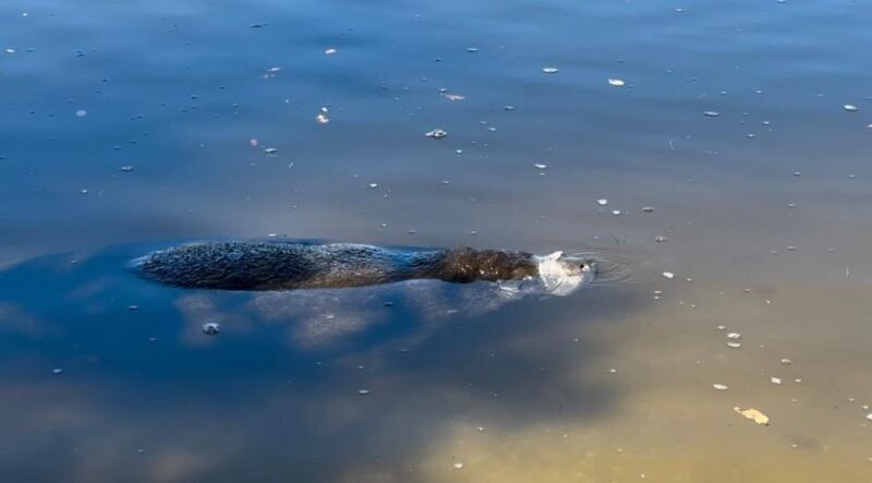 Robinson Preserve Mangrove Tour - The Sum Up