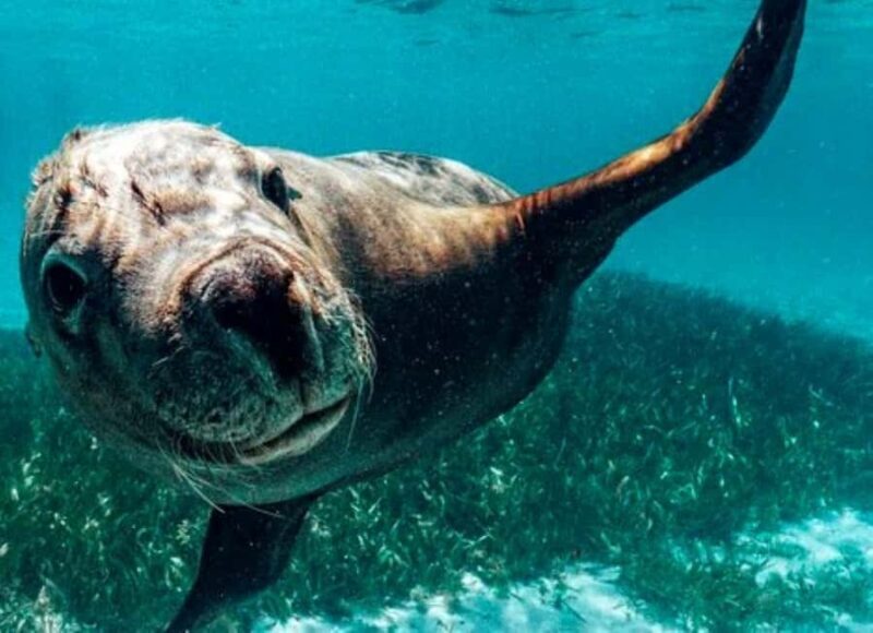 Rockingham: 3 Island Wildlife Snorkeling Cruise with Lunch - Why This Tour Stands Out