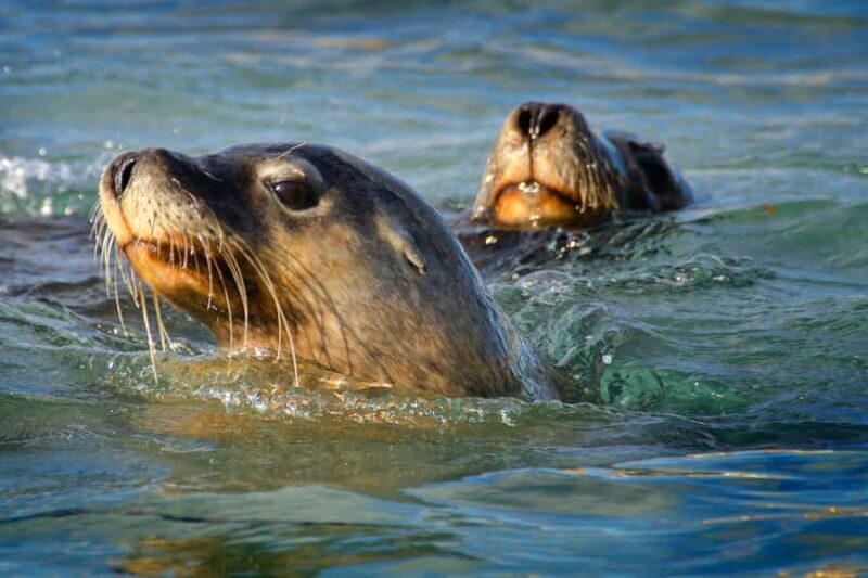 Rockingham: 3 Island Wildlife Snorkeling Cruise with Lunch - What Do Travelers Say?
