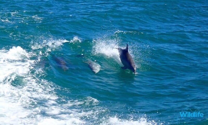 Rockingham: Shoalwater Islands, Dolphins, and Sea Lions Tour - Who Is This Tour Best For?