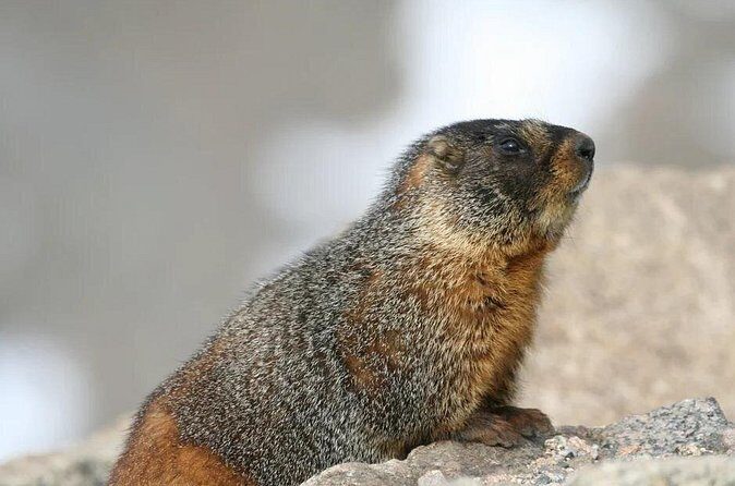 Rocky Mountain National Park Grand Lake Tour - Final Thoughts