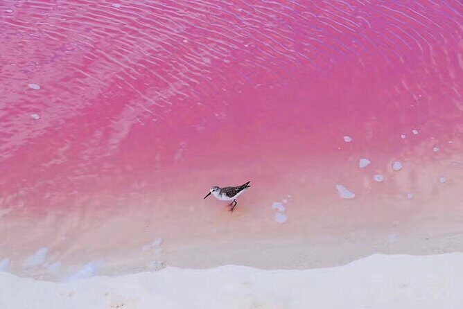 Romantic Las Coloradas Pink Lake,Cenote 1-Day Tour from Cancun - Key Points