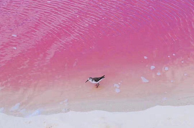 Romantic Las Coloradas Pink Lake,Cenote 1-Day Tour from Cancun - FAQ