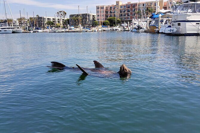 Romantic Luxury Boat Cruise with Wine Cheese Sea LionTours - What Is This Tour Exactly?