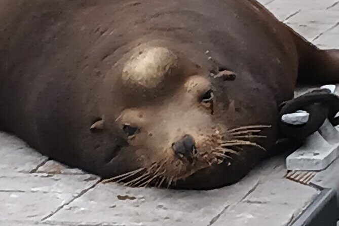 Romantic Luxury Boat Cruise with Wine Cheese Sea LionTours - Who Will Love This Experience?