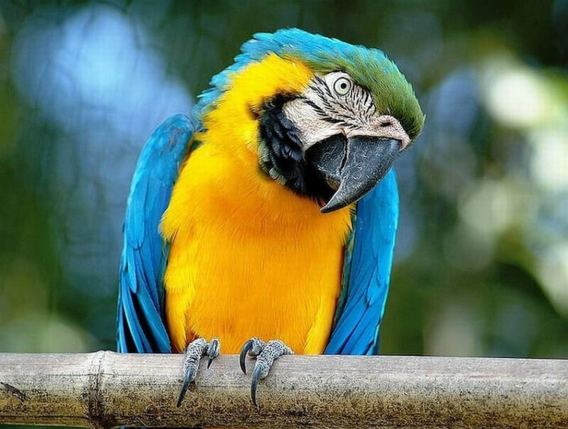 Rome: Bioparco di Roma Zoological Garden Entry Ticket - An Inside Look at the Bioparco di Roma Experience