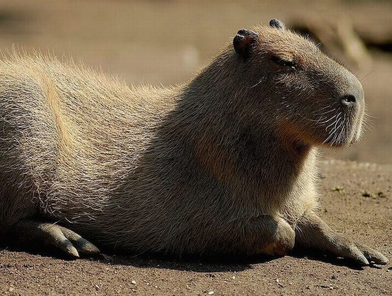 Rome: Bioparco di Roma Zoological Garden Entry Ticket - Wrapping Up: Is the Bioparco di Roma Worth It?