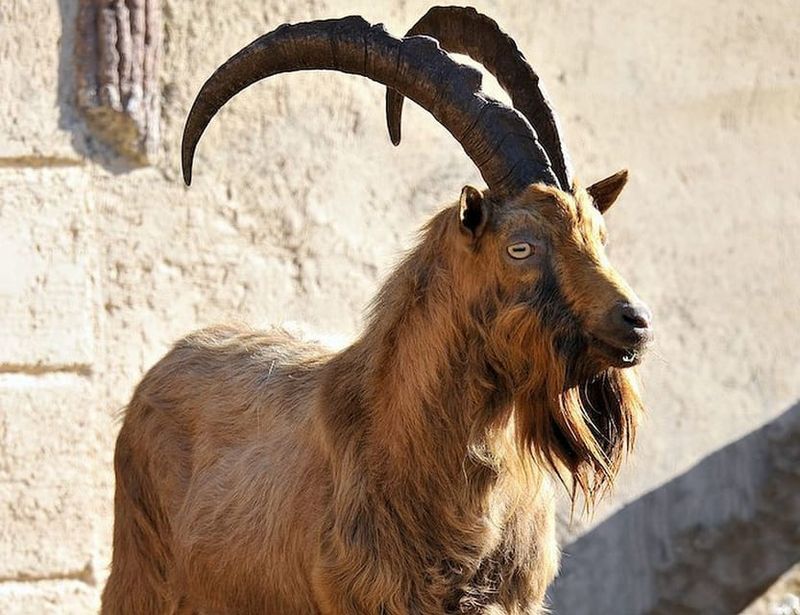 Rome: Bioparco di Roma Zoological Garden Entry Ticket - The animal highlights most people talk about