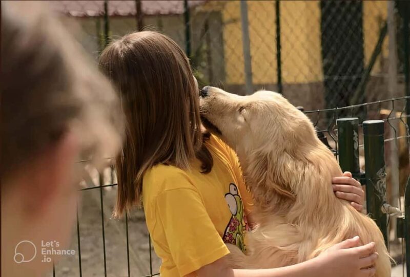 Rome: Guided Visit of a Golden Retriever and Cocker Spaniel Breeding Farm - The Experience Itself: Highlights and Details