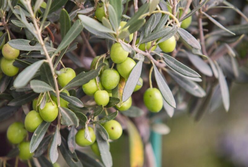 Rome: Masterclass Extra Virgin Olive Oil & Table Olives - Is It Worth It?