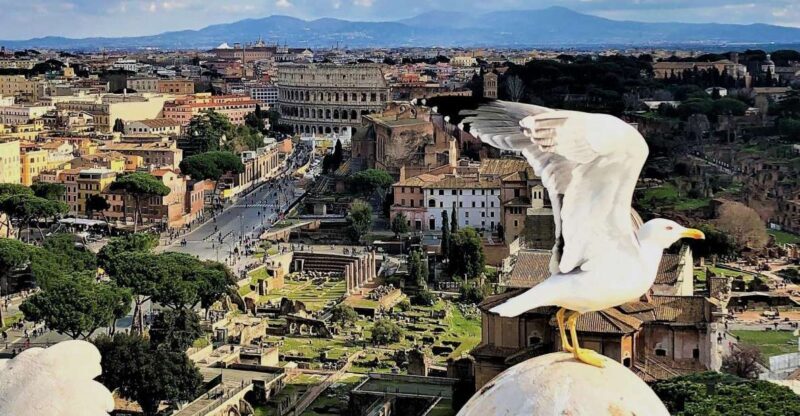 Rome: Vatican, Colosseum & Main Squares Tour w/ Lunch & Car - Who Should Consider This Tour?
