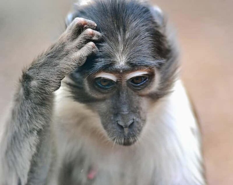 Rome: Zoo entry ticket + Villa Borghese Golf Cart Tour - Key Points