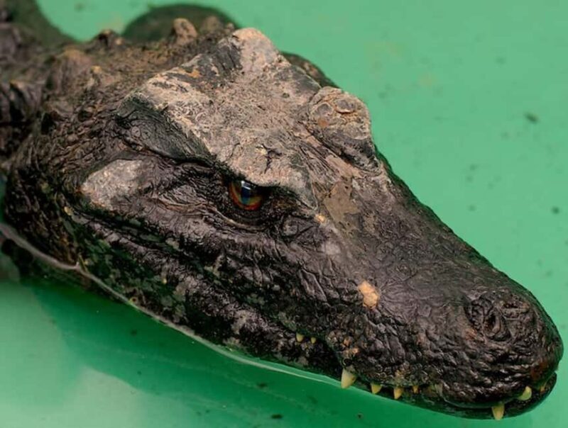 Rome: Zoo entry ticket + Villa Borghese Golf Cart Tour - Final Thoughts: Is It Worth It?