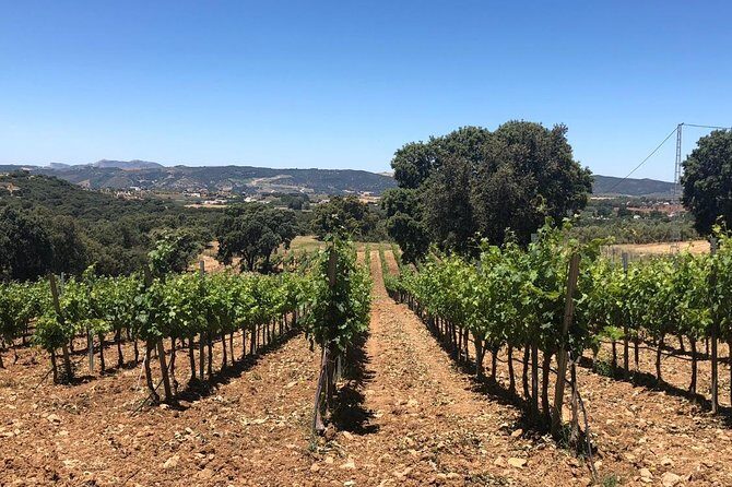 Ronda Day Tour and Winery Visits from Marbella - Discovering Ronda and Its Wineries: An Honest Look at the Full-Day Tour from Marbella