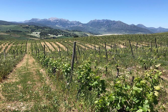 Ronda Day Tour and Winery Visits from Marbella - Frequently Asked Questions (FAQs)