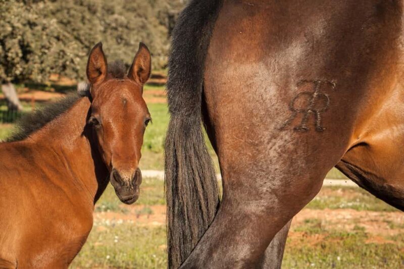 Ronda: Entrance to Reservatauro Ronda - An Honest Look at Reservatauro Ronda
