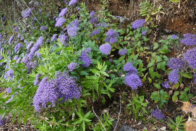 Ronda Nature and Scenic Private Hiking Tour - FAQs