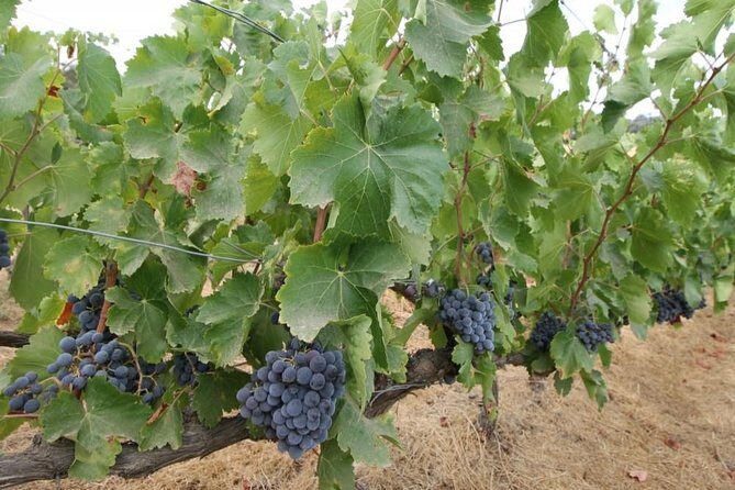 Ronda Private Wine Tour and Tapas from Marbella - Wrapping It Up