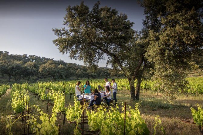 Ronda Private Wine Tour + Free Time in Ronda - What Does the Price Cover, and Is It Worth It?