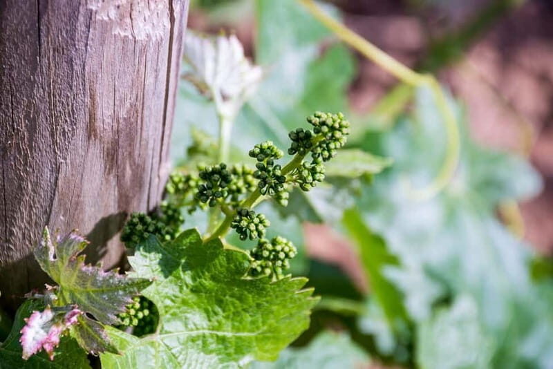 Ronda: Winery Tour with Wine Tasting and Tapas - The Sum Up