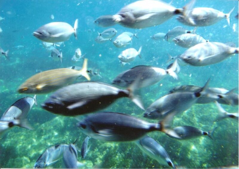 Roses: Costa Brava Catamaran Trip with Underwater Views - Key Points