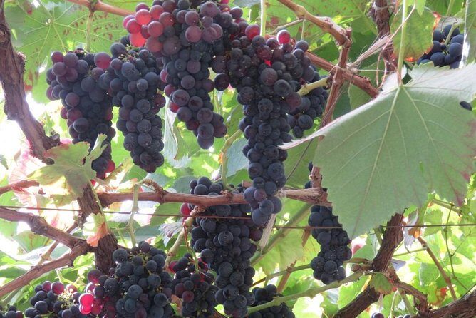 Rota do Vinho - Wine Route (Half Day Walk) - FAQs