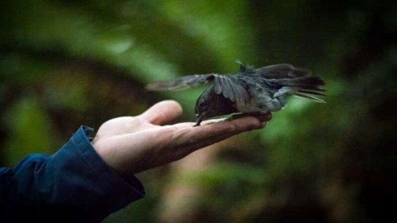 Rotorua: 6 Ziplines, Swing-Bridges & Wildlife Encounters - Key Points