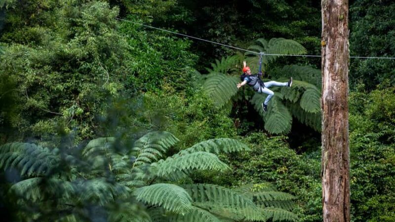 Rotorua: 6 Ziplines, Swing-Bridges & Wildlife Encounters - The Experience for Different Travelers