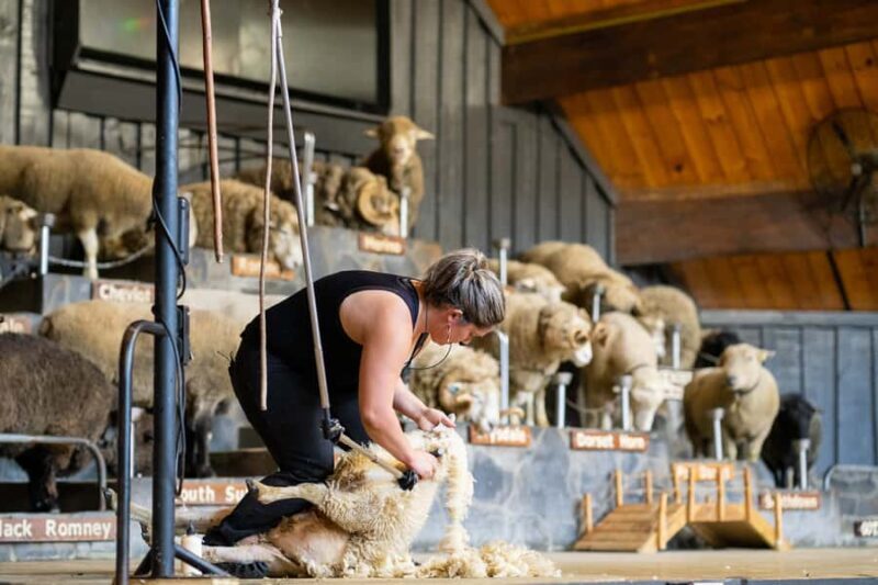 Rotorua: Authentic Kiwi Farm Experience at the Agrodome - What to Expect from the Agrodome Experience