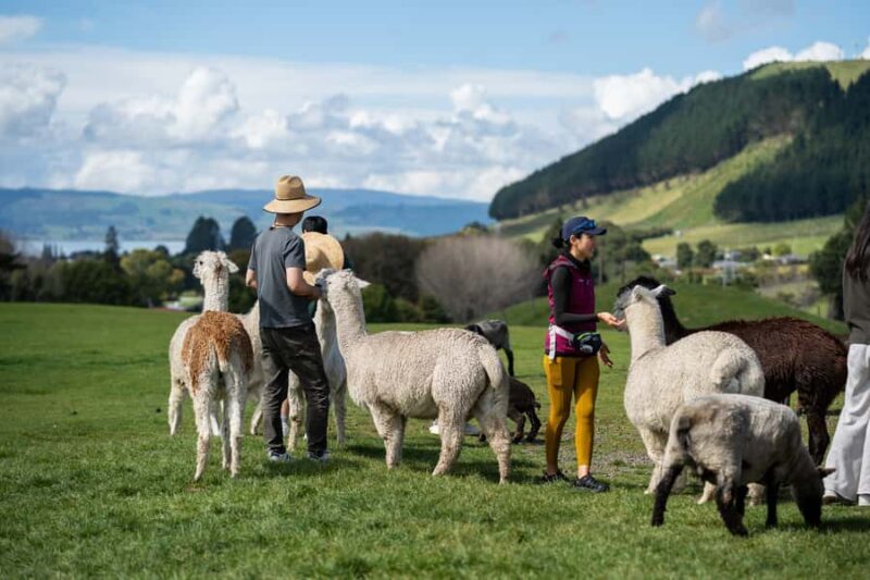 Rotorua: Authentic Kiwi Farm Experience at the Agrodome - FAQs