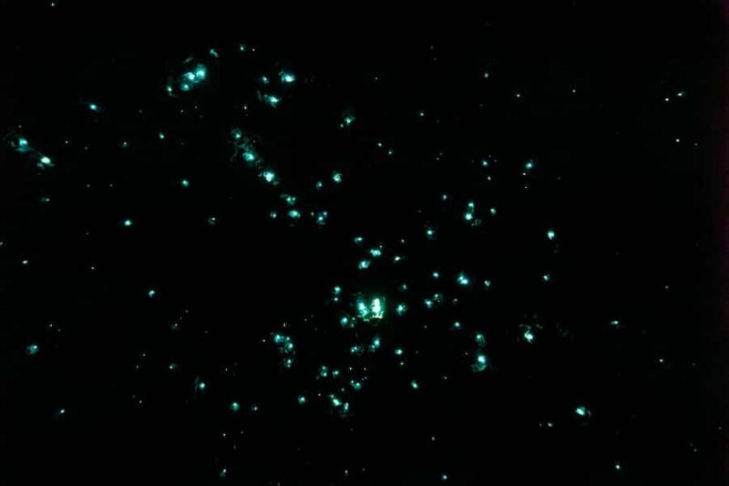 Rotorua: Glowworm Cave, Redwoods Forest & Te Puia Tour - FAQ