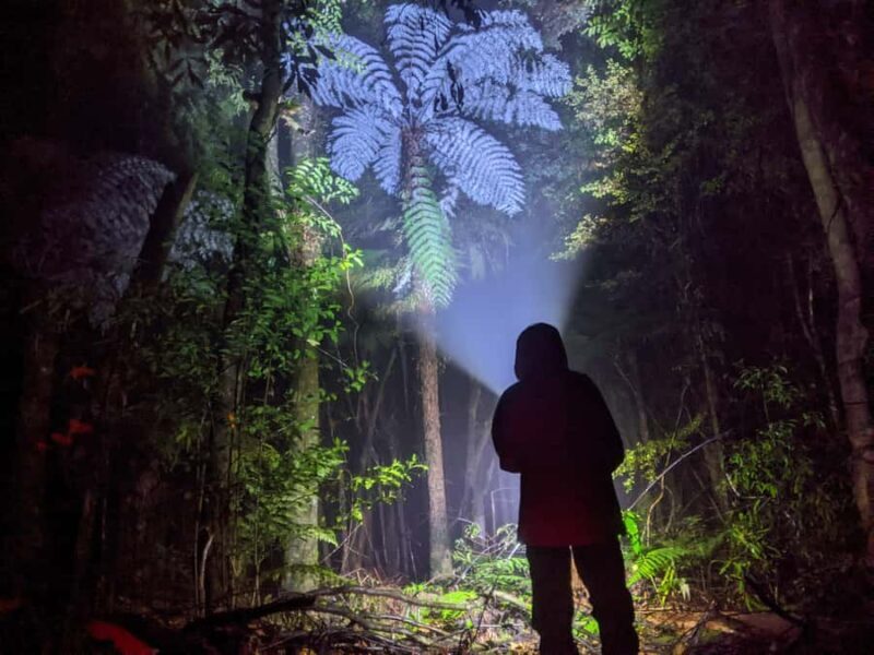 Rotorua: Nocturnal Glow-Worm Adventure Tour with a Guide - Key Points