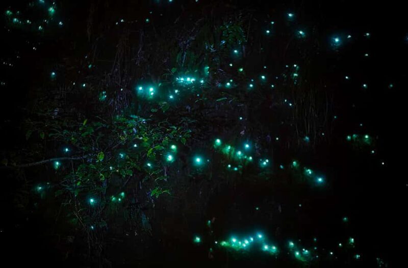 Rotorua: Nocturnal Glow-Worm Adventure Tour with a Guide - Who Will Love This Tour?