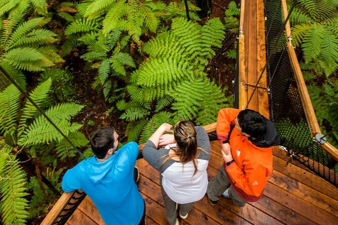 Rotorua: Redwoods Adventure 3-Hours - The Sum Up
