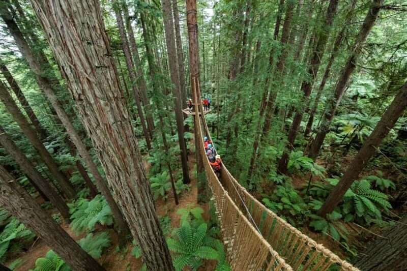 Rotorua: Redwoods Altitude, Nighttime Fast Pass, & Treewalk - What to Expect from the Redwoods Altitude Adventure
