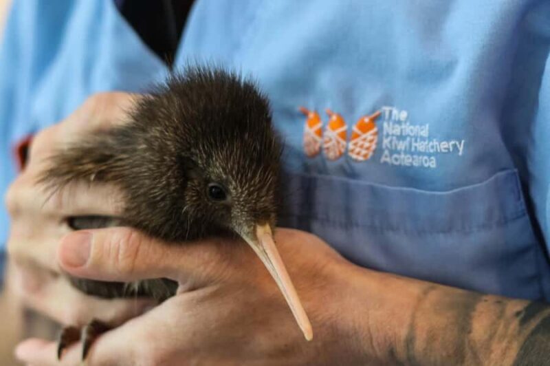 Rotorua: The National Kiwi Hatchery Kiwi Encounter Tour - The Experience in Detail