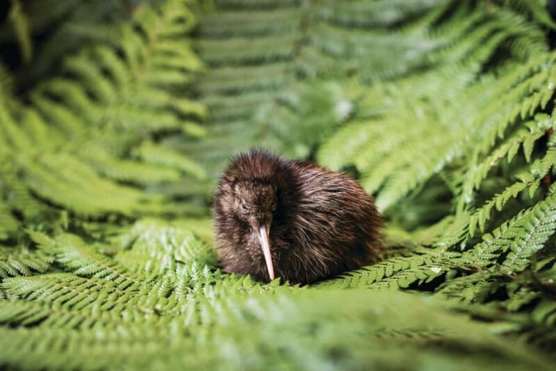 Rotorua: The National Kiwi Hatchery Kiwi Encounter Tour - Frequently Asked Questions