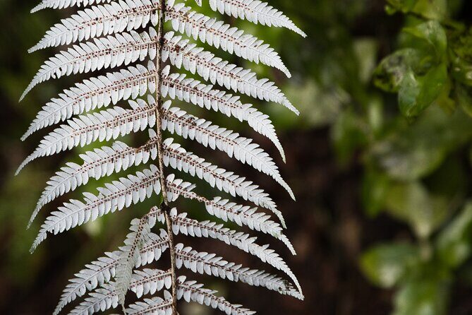 Rotorua to Auckland Afternoon Transfer with Waitomo Glow Worms - The Sum Up