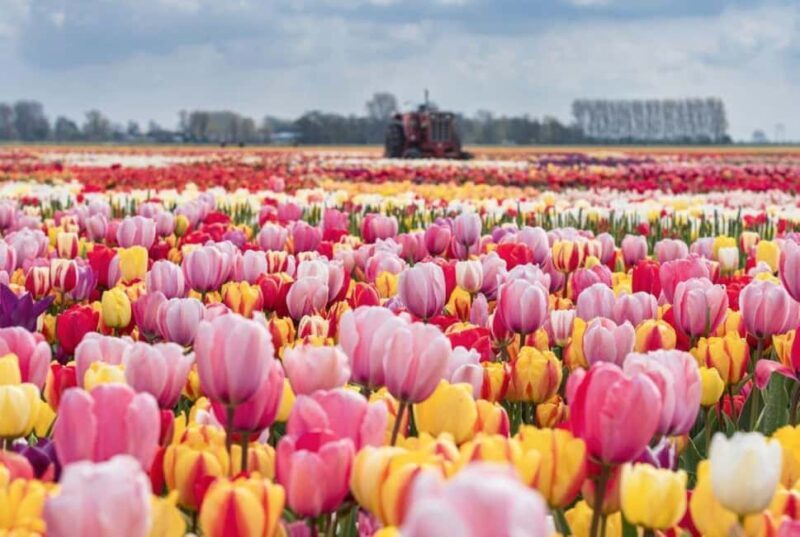 Rotterdam: Private Sightseeing Tour Keukenhof & Tulip fields - Key Points