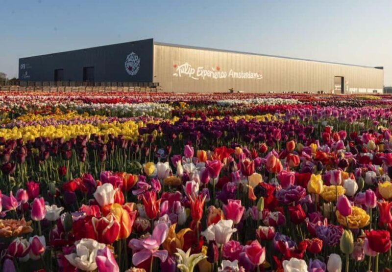 Rotterdam: Private Sightseeing Tour Keukenhof & Tulip fields - Why Choose This Tour?